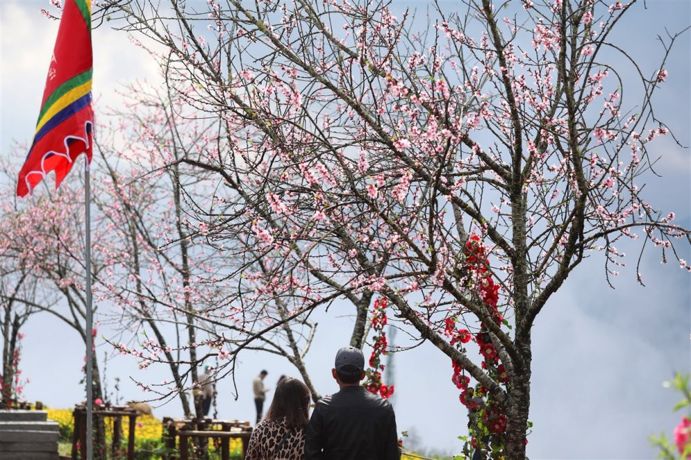 Hoa xuan Fansipan 2019 (38) 5