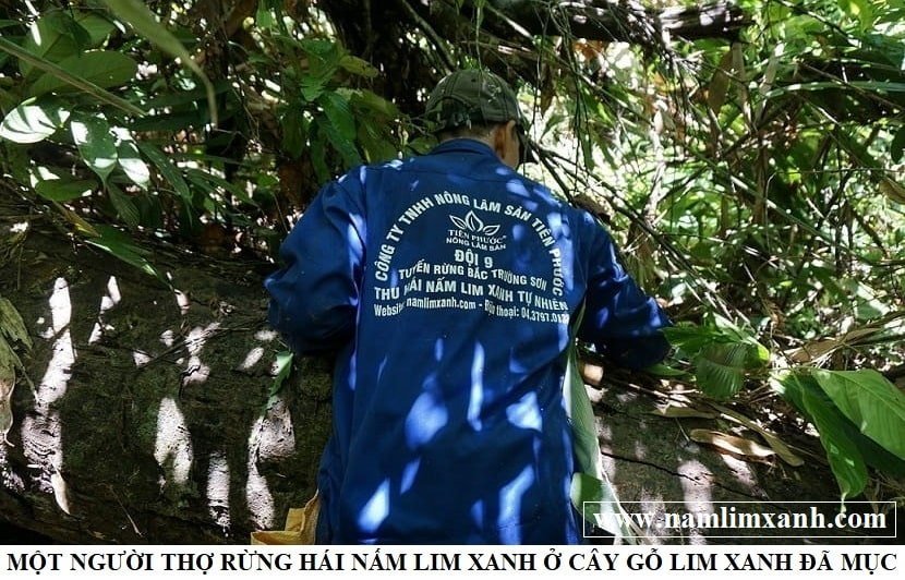 Nam lim xanh rung voi hinh anh nam lim xanh that gia hinh anh 2