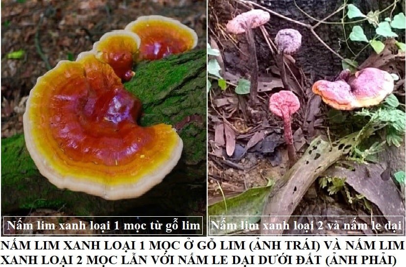Nam lim xanh rung voi hinh anh nam lim xanh that gia hinh anh 3