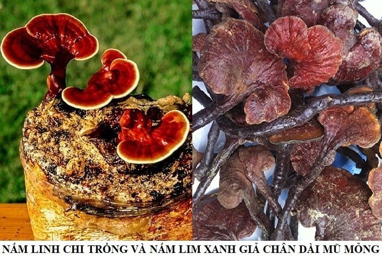 Nam lim xanh rung voi hinh anh nam lim xanh that gia hinh anh 4