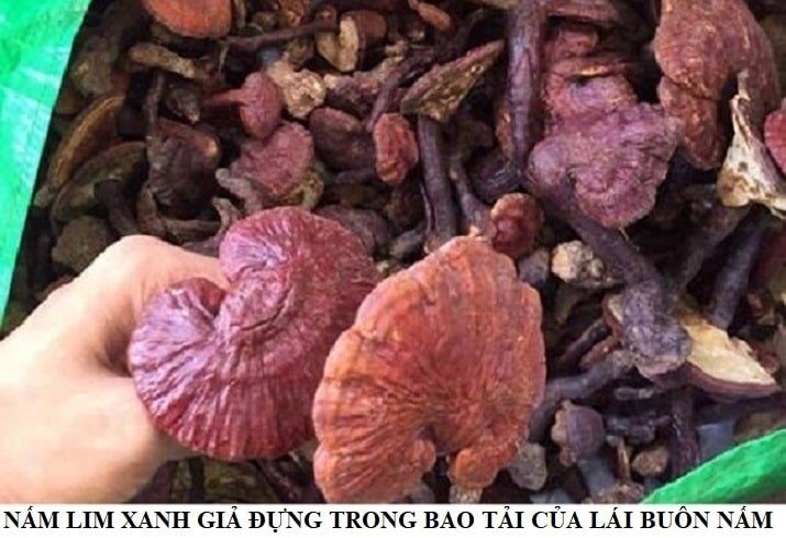 Nam lim xanh rung voi hinh anh nam lim xanh that gia hinh anh 5