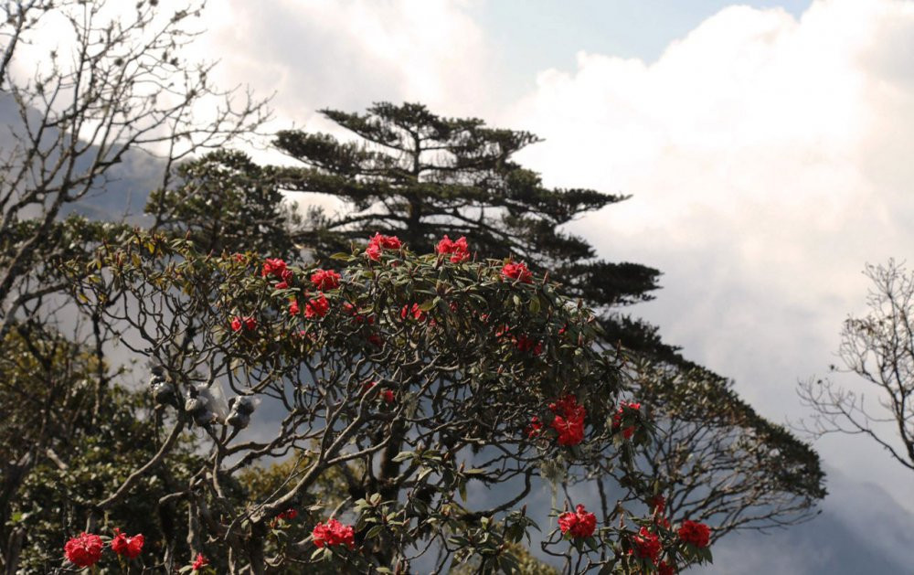 sun-world-fansipan-legen-hoa-do-quyen-12