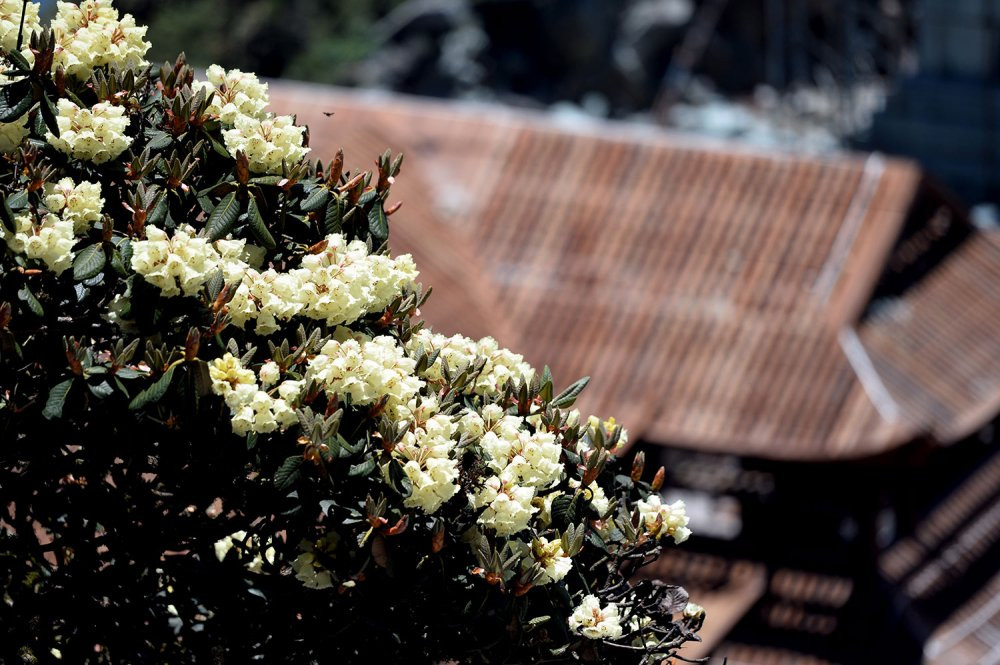 sun-world-fansipan-legen-hoa-do-quyen-23 4