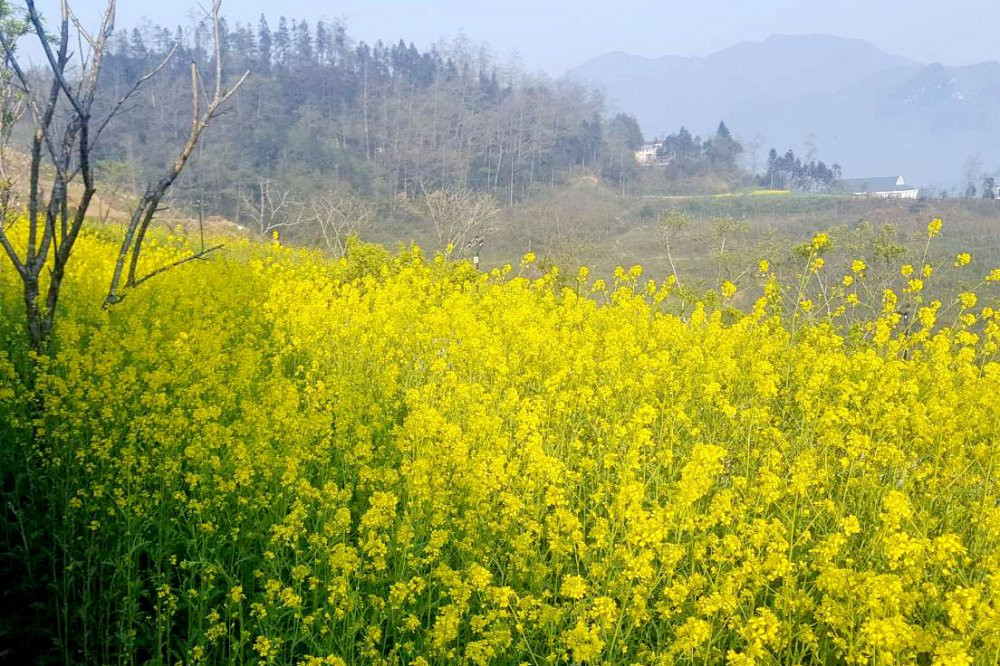 sun-world-fansipan-legen-hoa-do-quyen-32 7