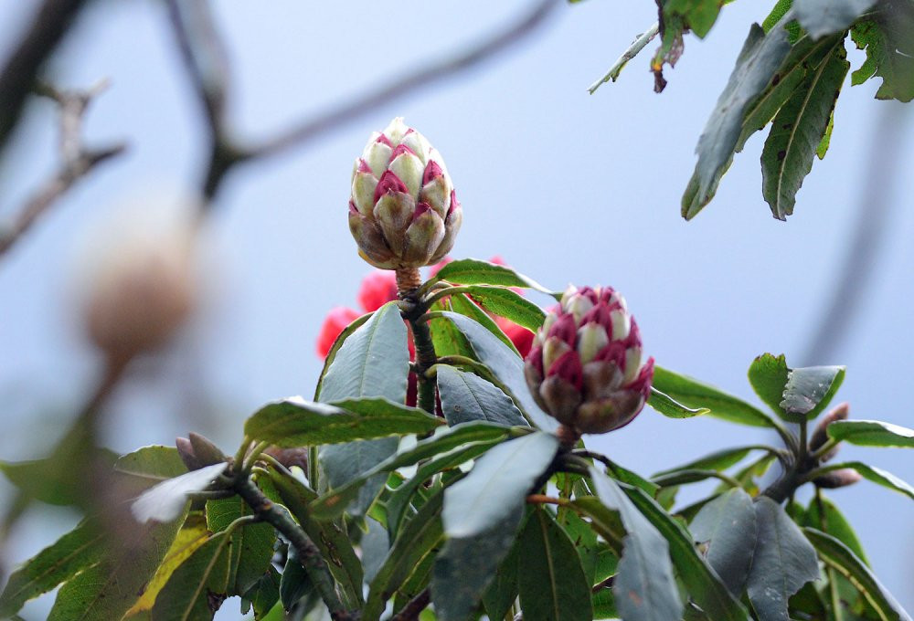 sun-world-fansipan-legend-hoa-do-quyen-3 11