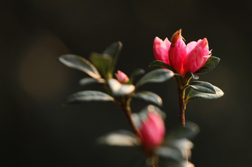 2 Sun World Fansipan Legend