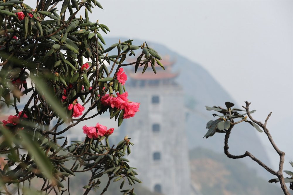 Hoa do quyen Fansipan Lenged (52) 5