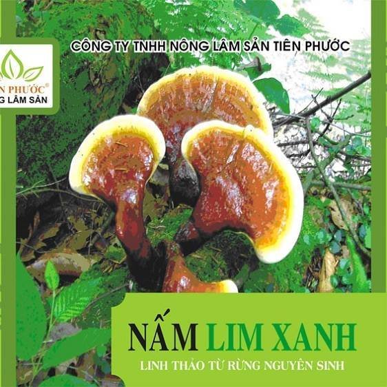 nam-lim-xanh-rung-tien-phuoc