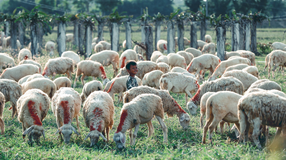Ninh Thuan: ‘Cu moc ngoac’ lien vung lay trai tim du khach hinh anh 3