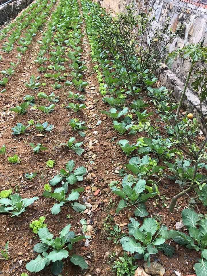 27067556_1776788579018136_1594473801774769384_n 8