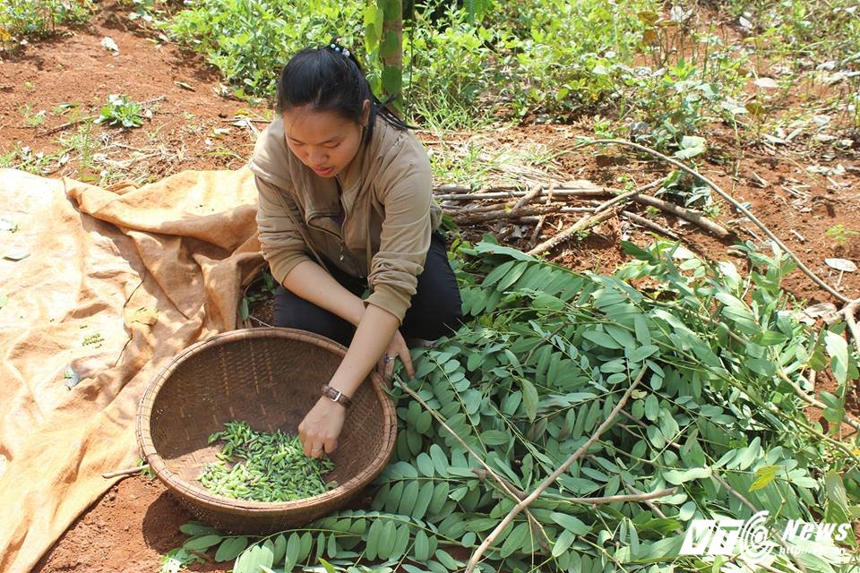 Hinh anh San sau muong o Tay Nguyen