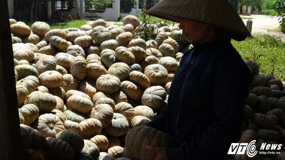 Hinh anh Video: Nong dan Dak Lak khoc rong vi gia bi do bang goi my tom