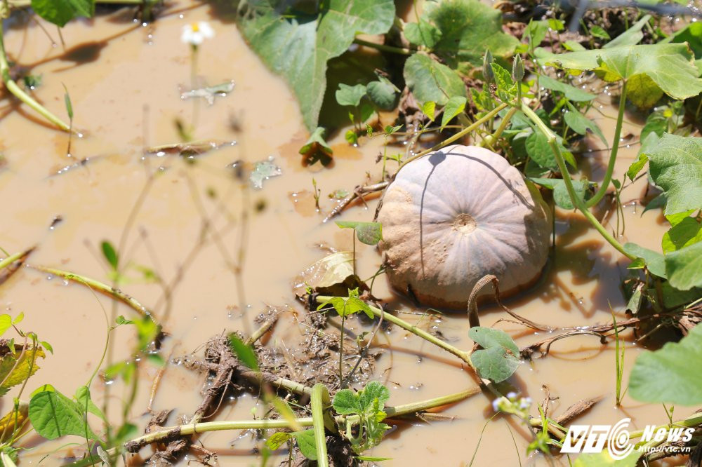 Hinh anh Video: Nong dan Dak Lak khoc rong vi gia bi do bang goi my tom 3