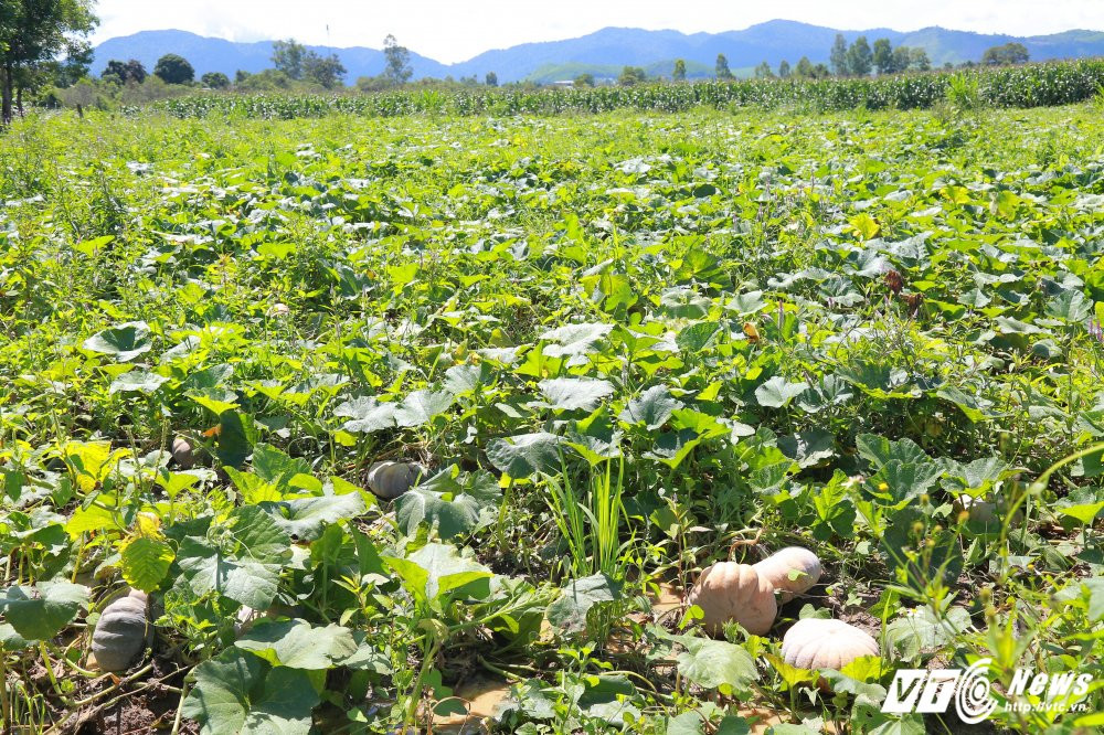 Hinh anh Video: Nong dan Dak Lak khoc rong vi gia bi do bang goi my tom 5