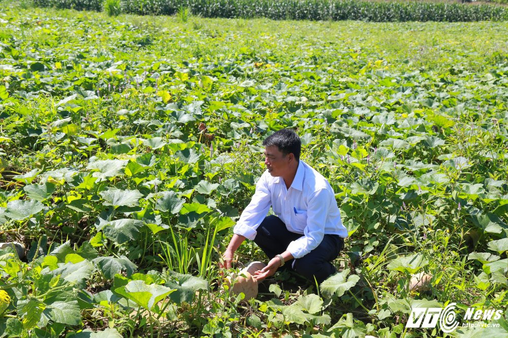 Hinh anh Video: Nong dan Dak Lak khoc rong vi gia bi do bang goi my tom 6