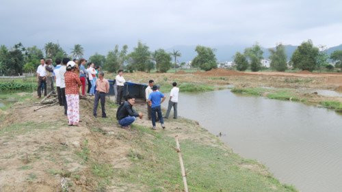 duoi_nuoc_hoa_vang_hera