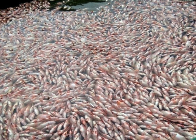 anh_1_ca_chet_noi-0846560