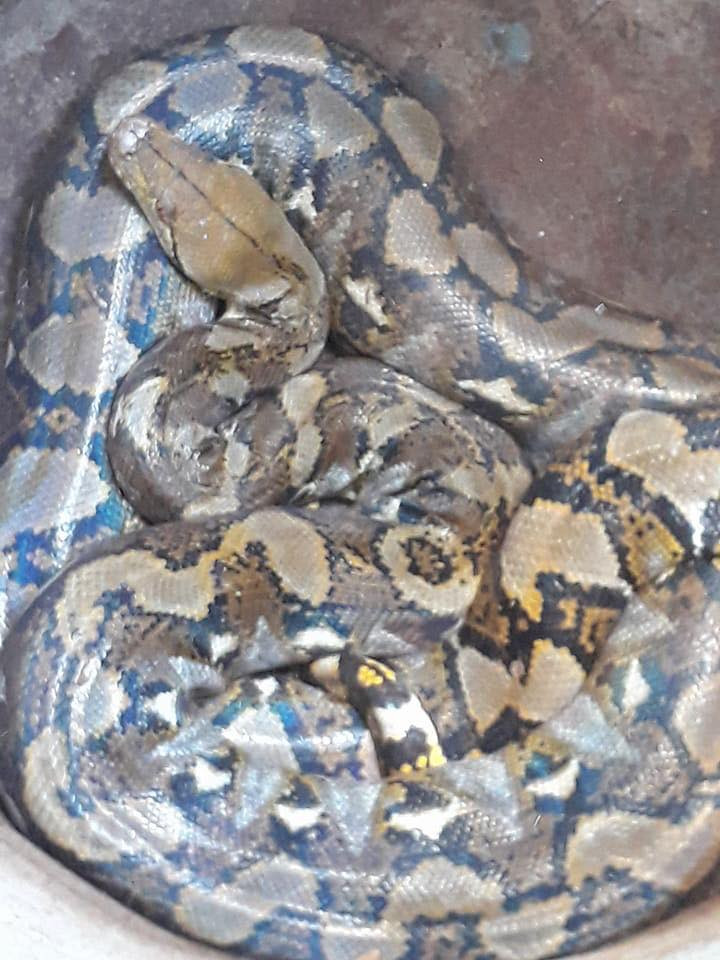 22290415_461957194201693_309434522_n