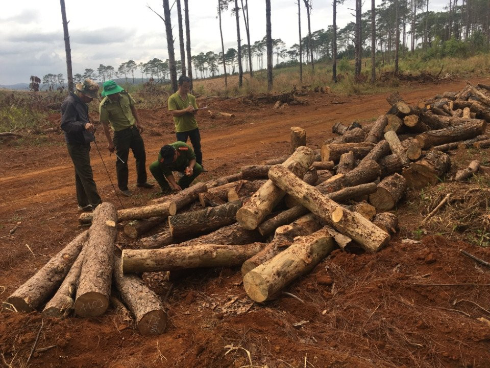 luc-luong-chuc-nang-dang-kiem-dem-so-luong-cay-thong-bi-chat-pha