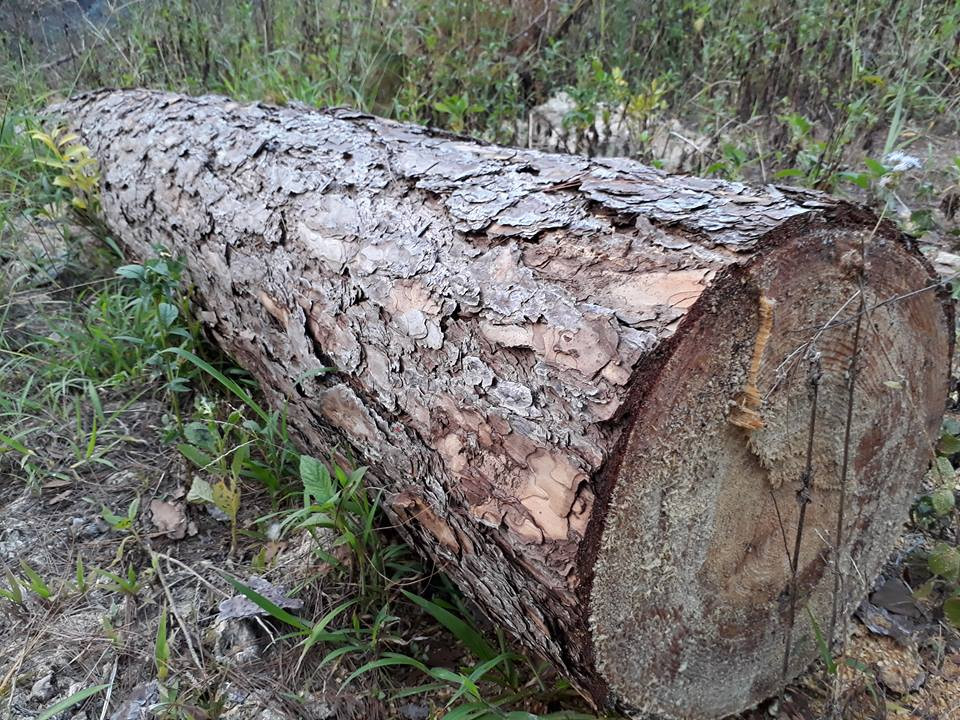 30184666_483082998761557_1293956332_n