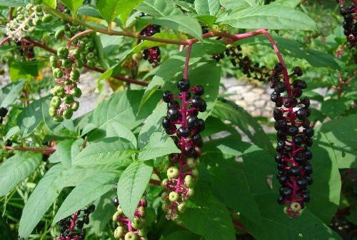 uong-ruou-ngam-13-nguoi-ngo-doc