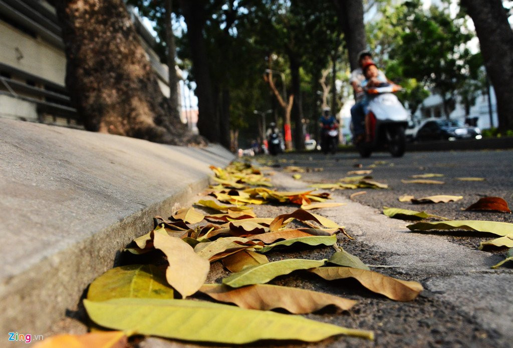Nguoi dan Sai Gon tiec nuoi khi sap mat them hang cay co thu hinh anh 5