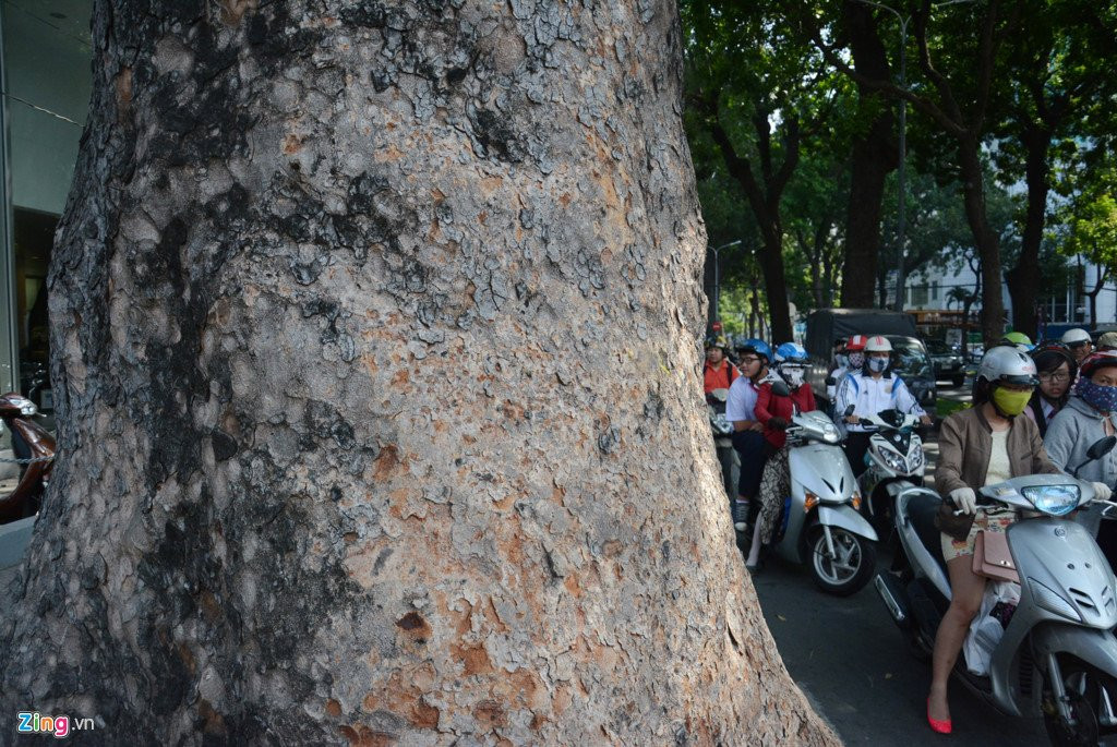 Nguoi dan Sai Gon tiec nuoi khi sap mat them hang cay co thu hinh anh 6
