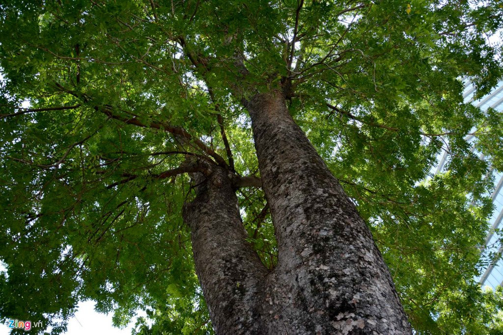 Nguoi dan Sai Gon tiec nuoi khi sap mat them hang cay co thu hinh anh 3