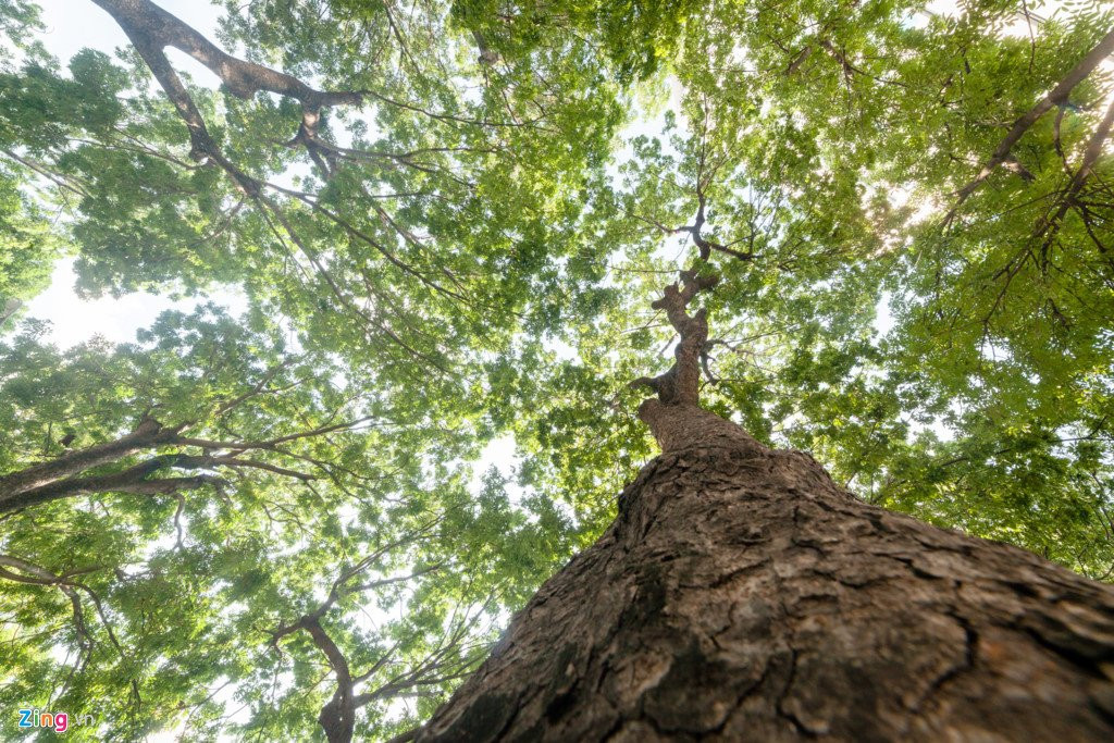 Nguoi dan Sai Gon tiec nuoi khi sap mat them hang cay co thu hinh anh 8