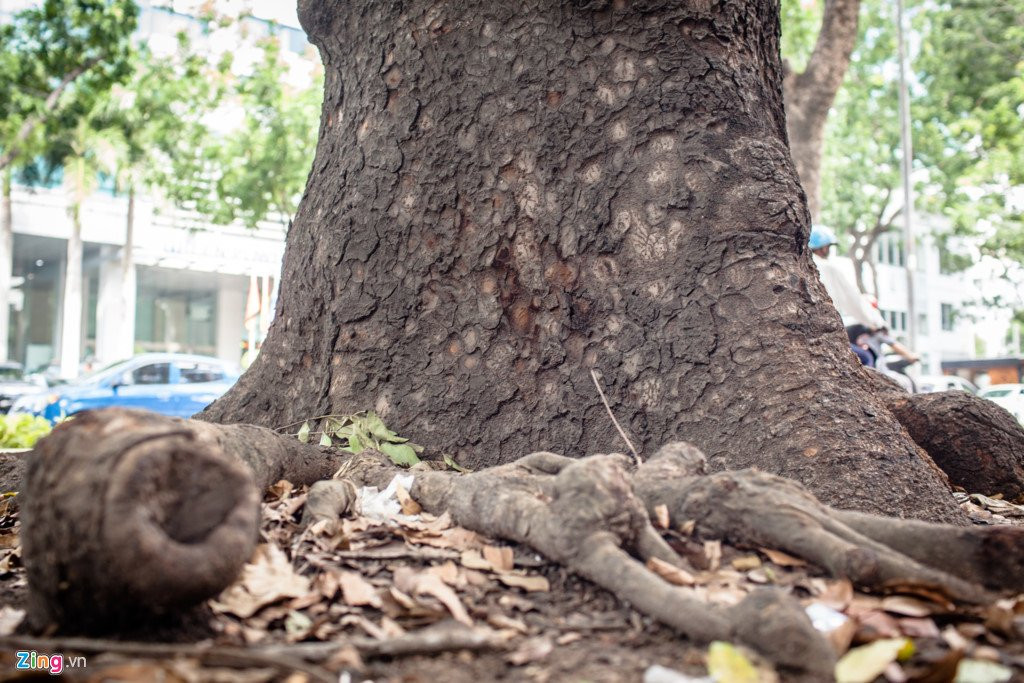 Nguoi dan Sai Gon tiec nuoi khi sap mat them hang cay co thu hinh anh 9