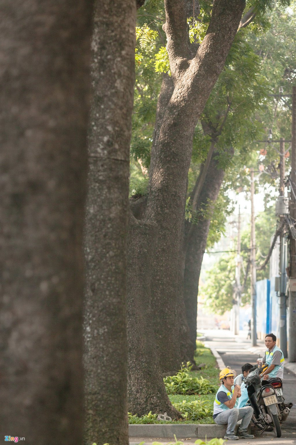 Nguoi dan Sai Gon tiec nuoi khi sap mat them hang cay co thu hinh anh 10