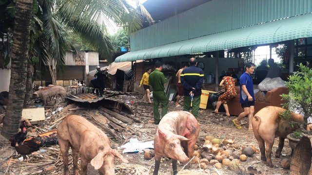 Vụ cháy gây thiệt hại làm hàng chục con heo chết và bị thương.