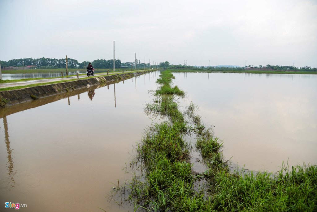200 ha lua ngap chim trong nuoc do mua lon keo dai hinh anh 10