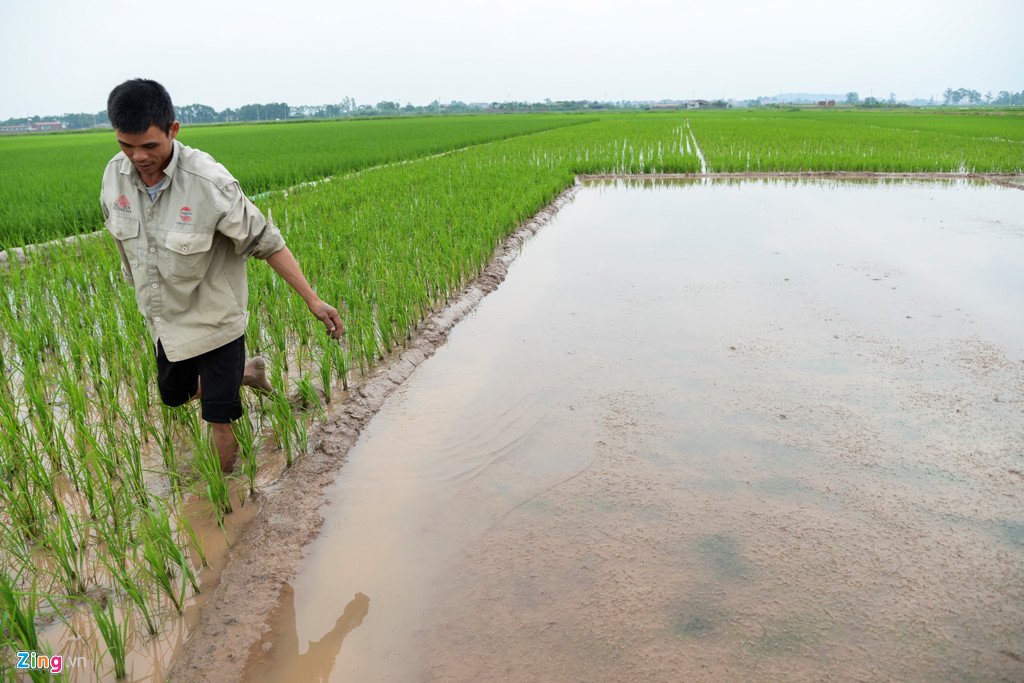 200 ha lua ngap chim trong nuoc do mua lon keo dai hinh anh 11