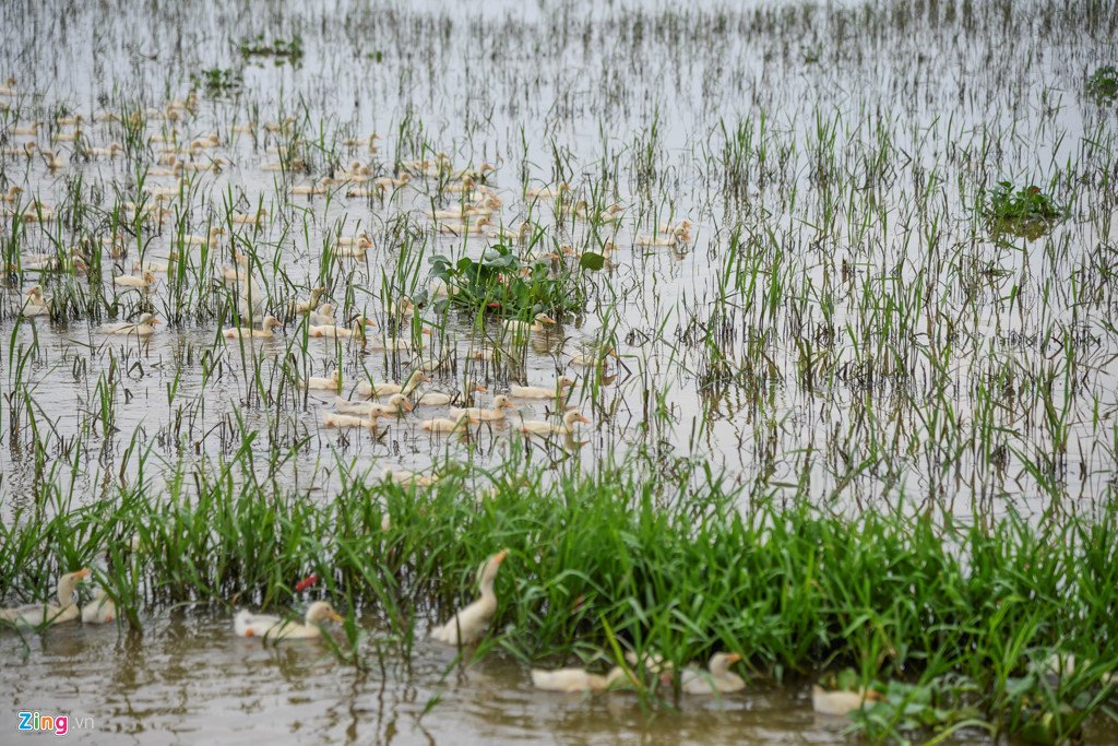 200 ha lua ngap chim trong nuoc do mua lon keo dai hinh anh 12