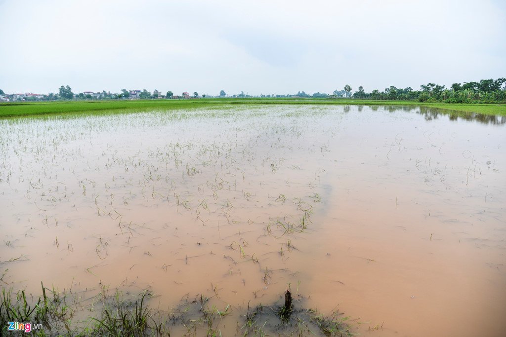 200 ha lua ngap chim trong nuoc do mua lon keo dai hinh anh 1