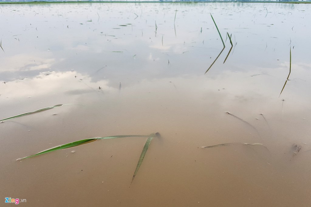 200 ha lua ngap chim trong nuoc do mua lon keo dai hinh anh 2
