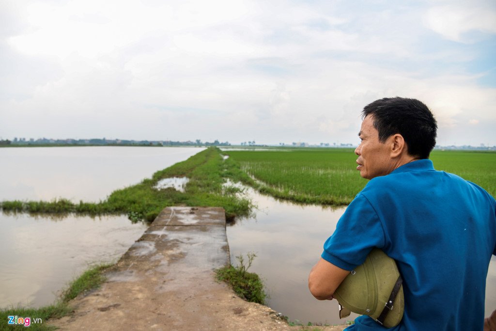 200 ha lua ngap chim trong nuoc do mua lon keo dai hinh anh 4