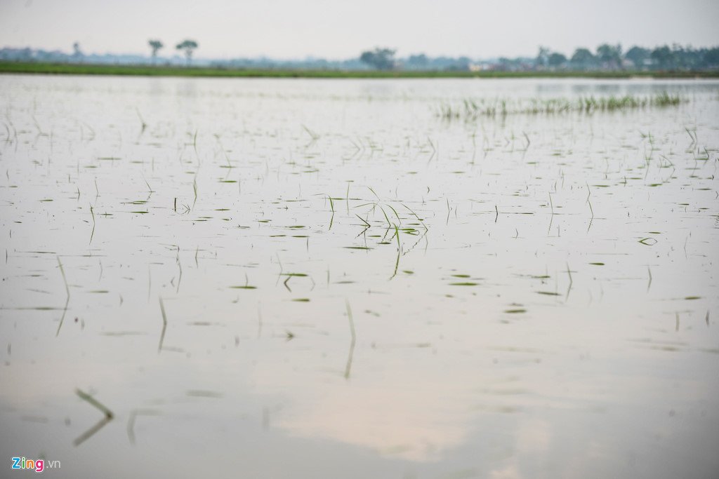 200 ha lua ngap chim trong nuoc do mua lon keo dai hinh anh 6