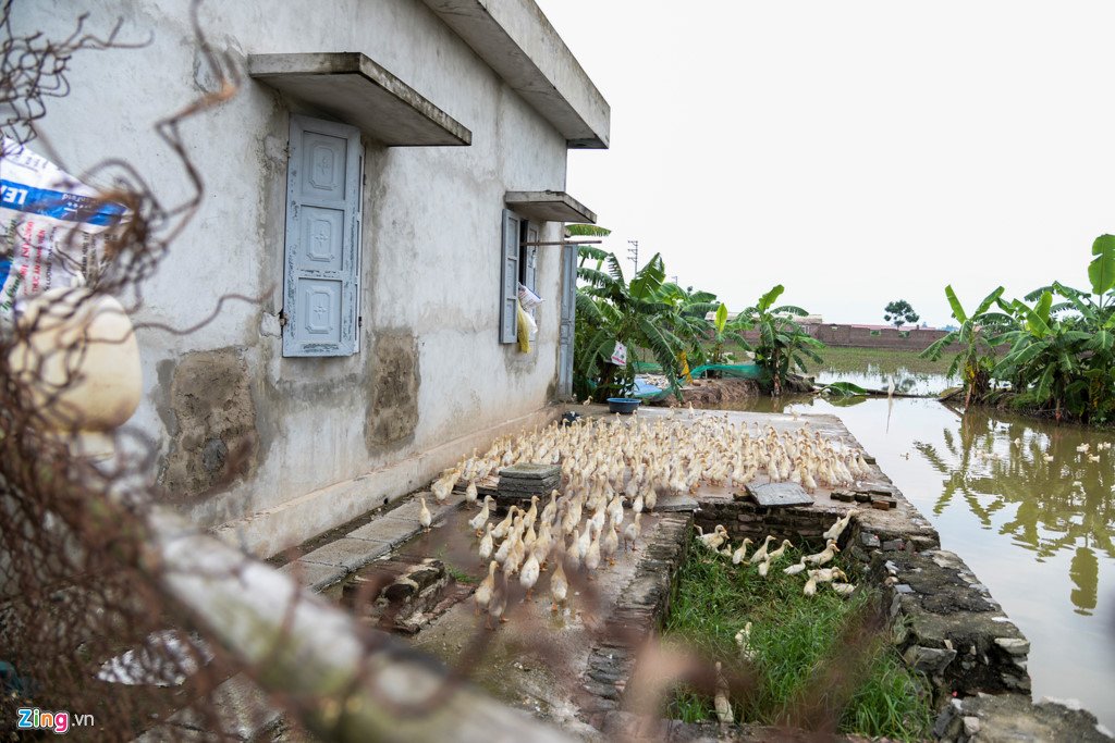 200 ha lua ngap chim trong nuoc do mua lon keo dai hinh anh 9