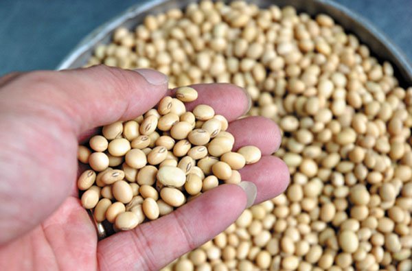 dau-nanh-ban-luan