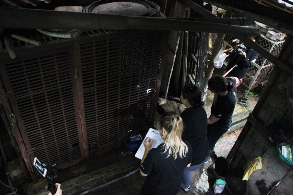 Gau duoc nuoi o san sau mot can nha ong hep o Tp. Cao Bang 9