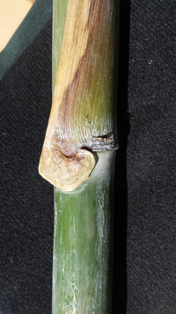 Schizostachyum_cambodianum_©F.F.MERKLINGER 3