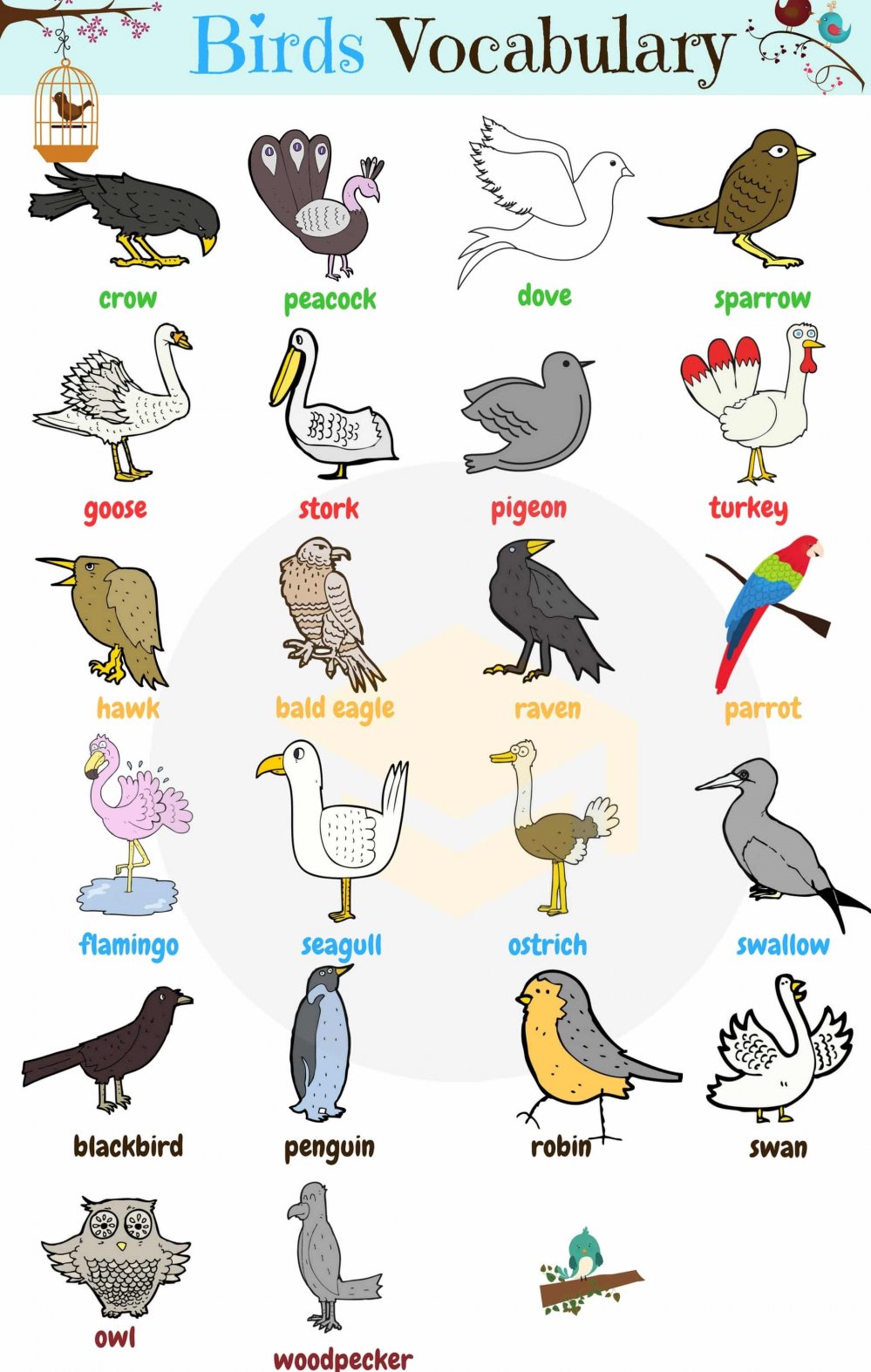 bird-vocabulary