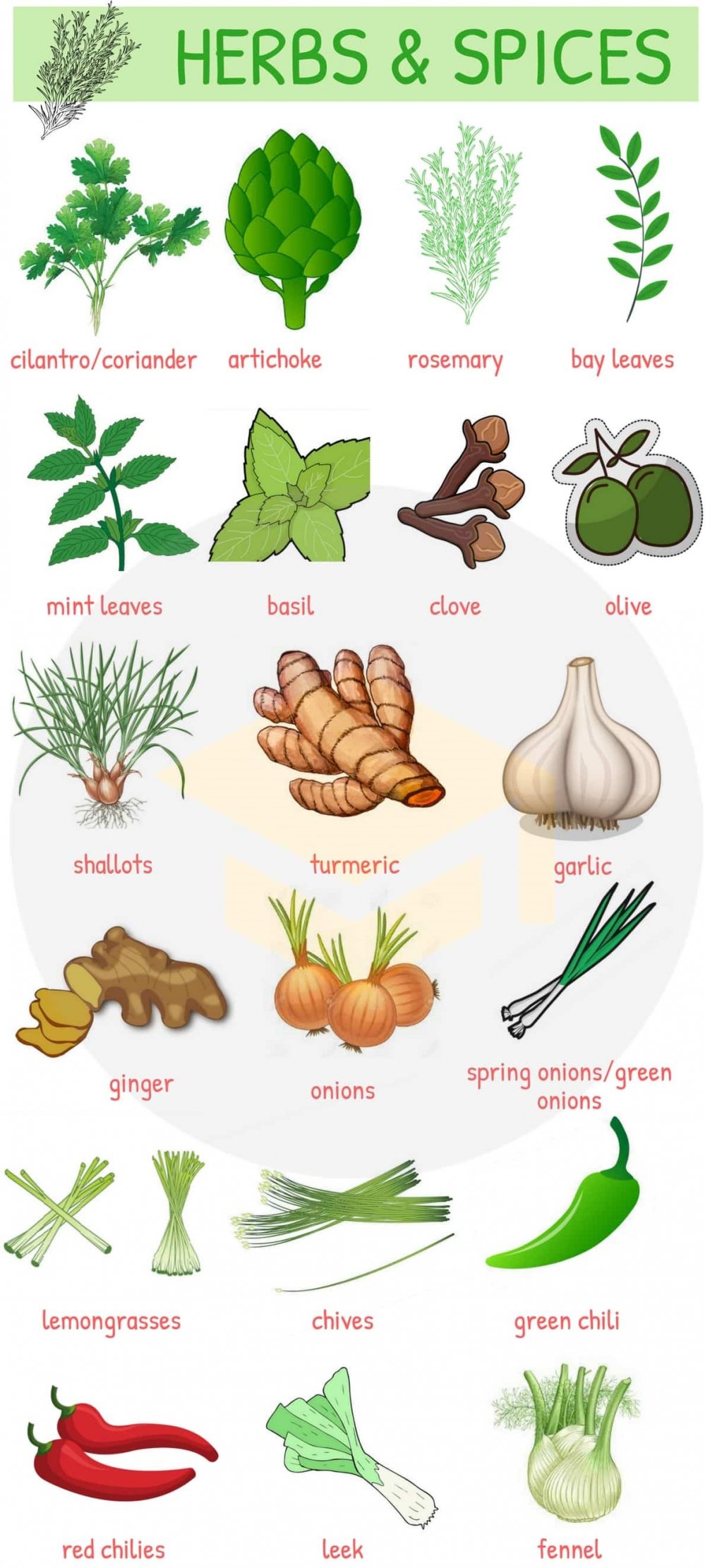 HERBS-SPICES-vocabulary
