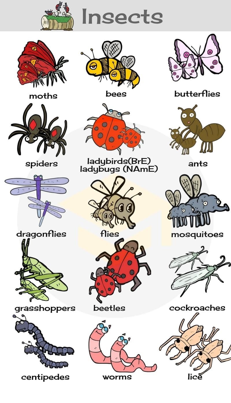 Insects-vocabulary