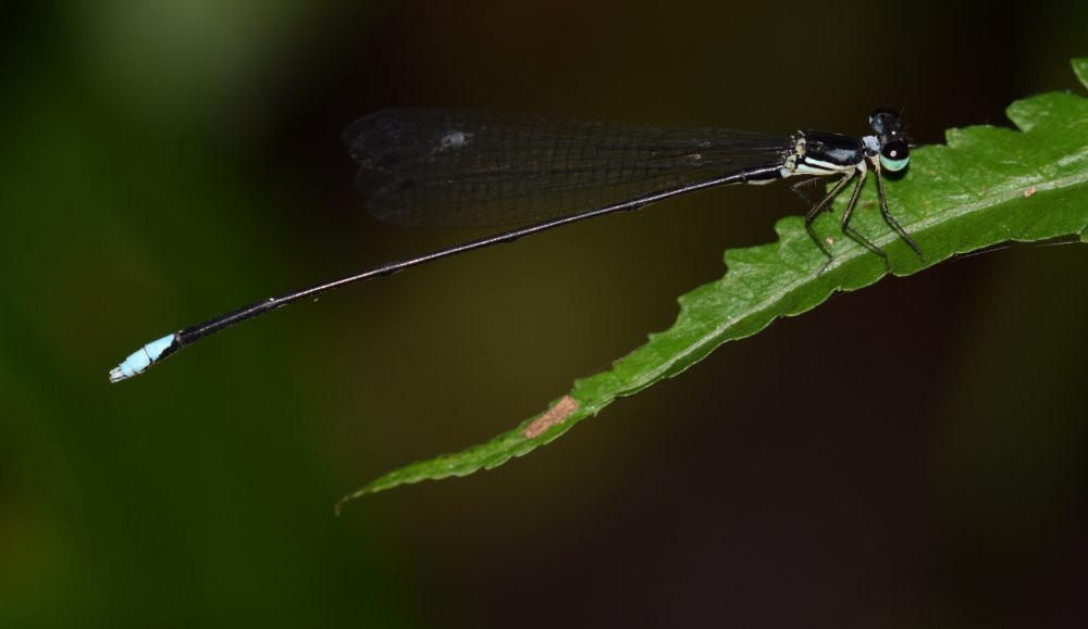 con duc Coeliccia schorri