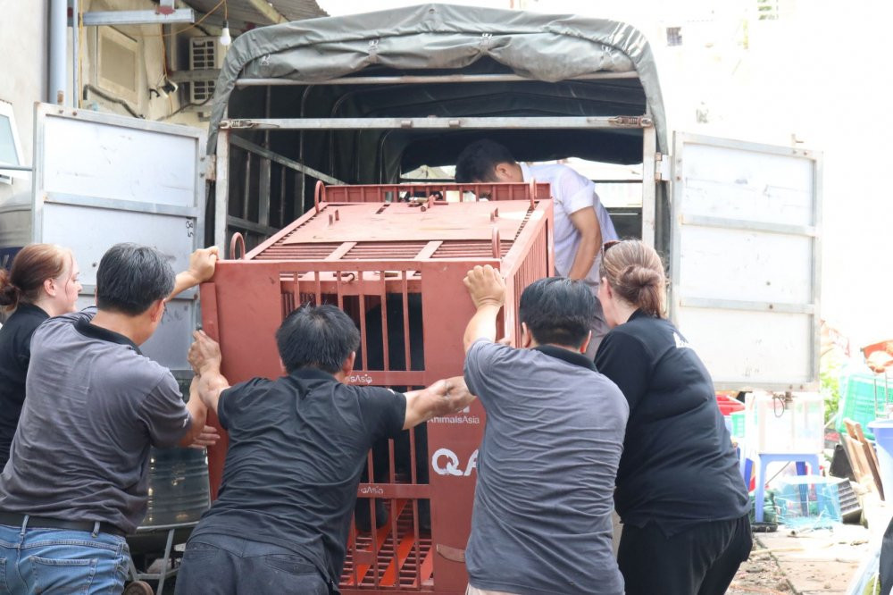 cuu-ho-gau-solo-lang-son-12 11