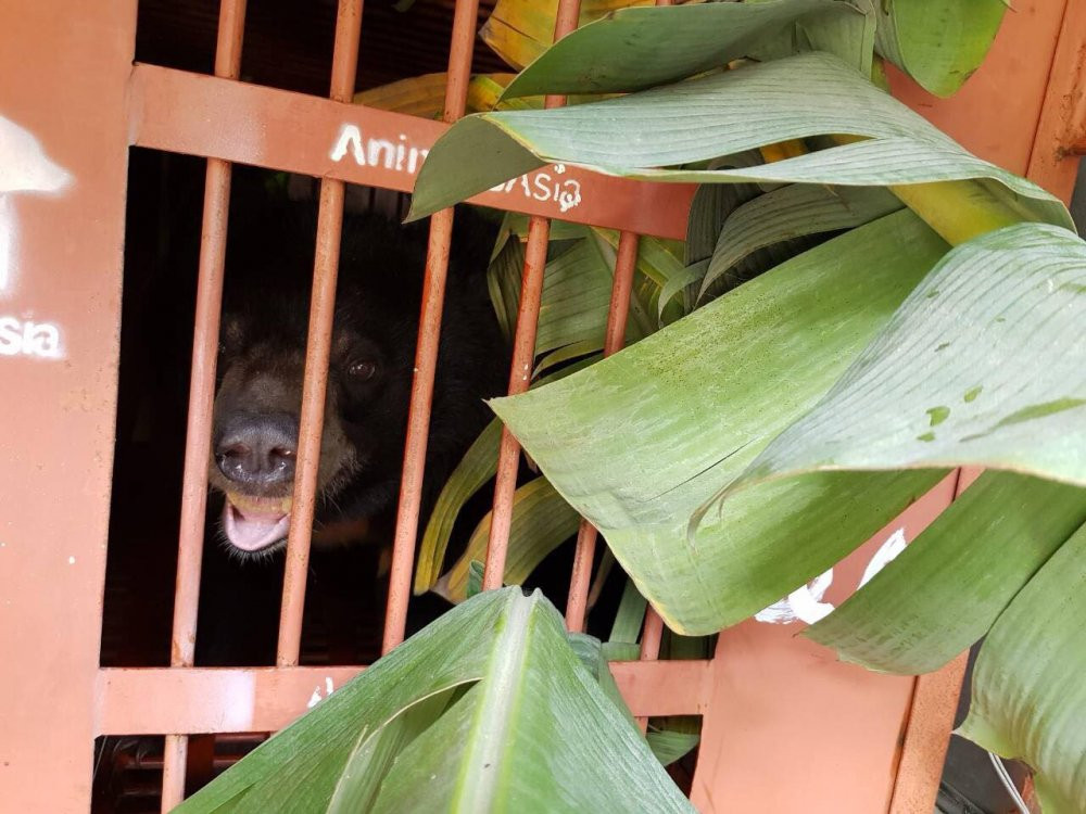 cuu-ho-gau-solo-lang-son-2