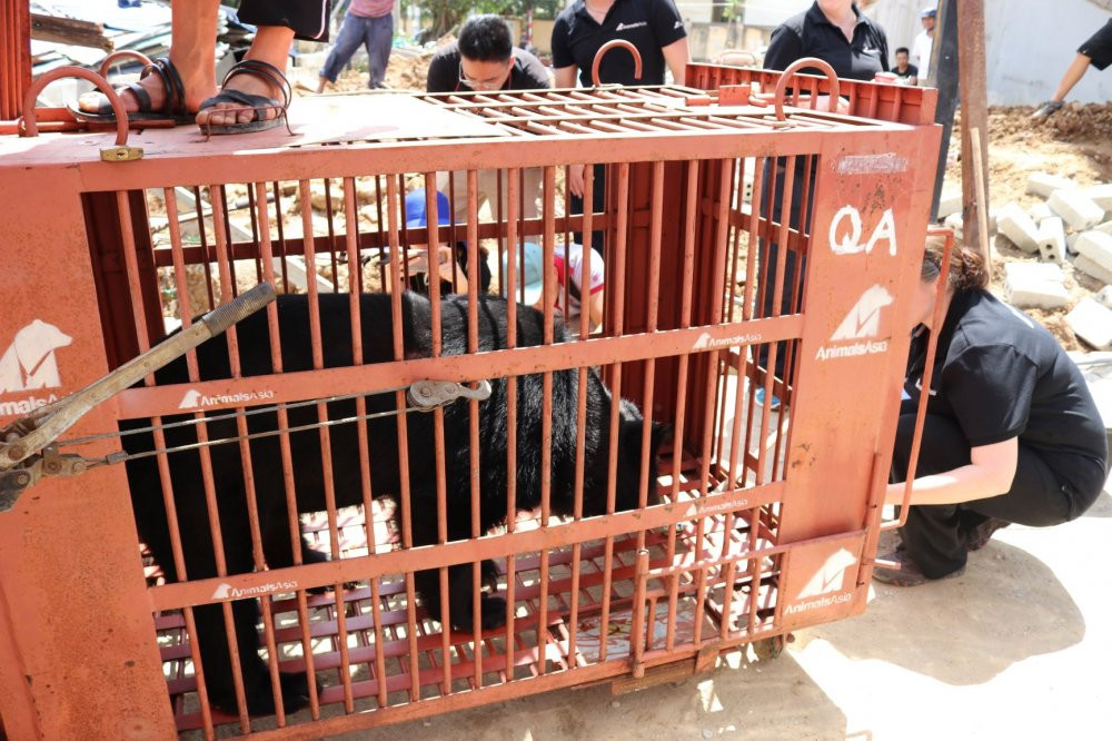 cuu-ho-gau-solo-lang-son-5 4